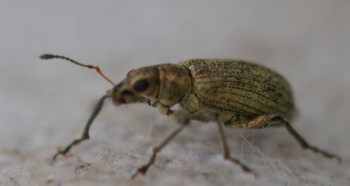 Réf. 352 683 : Polydrusus cervinus